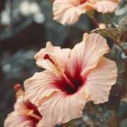 ヒメ日記 2025/07/25 11:45 投稿 ツムギ★大人可愛い愛人系 BITEKI