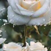 ヒメ日記 2025/08/01 11:15 投稿 ツムギ★大人可愛い愛人系 BITEKI