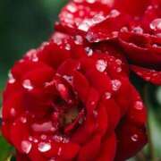 ヒメ日記 2025/08/08 11:31 投稿 ツムギ★大人可愛い愛人系 BITEKI