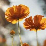 ヒメ日記 2025/08/20 17:40 投稿 ツムギ★大人可愛い愛人系 BITEKI