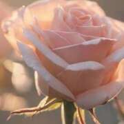 ヒメ日記 2025/08/27 14:29 投稿 ツムギ★大人可愛い愛人系 BITEKI