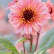 ヒメ日記 2025/08/30 11:32 投稿 ツムギ★大人可愛い愛人系 BITEKI