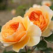 ヒメ日記 2025/09/05 11:15 投稿 ツムギ★大人可愛い愛人系 BITEKI