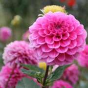 ヒメ日記 2025/09/10 14:53 投稿 ツムギ★大人可愛い愛人系 BITEKI