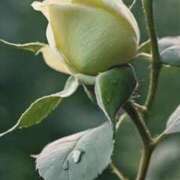 ヒメ日記 2025/09/13 13:00 投稿 ツムギ★大人可愛い愛人系 BITEKI