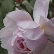 ヒメ日記 2025/09/20 10:35 投稿 ツムギ★大人可愛い愛人系 BITEKI