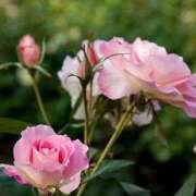 ヒメ日記 2025/09/30 11:15 投稿 ツムギ★大人可愛い愛人系 BITEKI