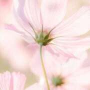 ヒメ日記 2025/10/08 11:15 投稿 ツムギ★大人可愛い愛人系 BITEKI