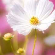 ヒメ日記 2025/10/12 10:45 投稿 ツムギ★大人可愛い愛人系 BITEKI