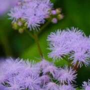 ヒメ日記 2025/10/15 11:45 投稿 ツムギ★大人可愛い愛人系 BITEKI