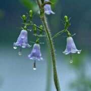 ヒメ日記 2025/10/16 11:45 投稿 ツムギ★大人可愛い愛人系 BITEKI