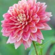 ヒメ日記 2025/10/19 11:15 投稿 ツムギ★大人可愛い愛人系 BITEKI