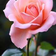 ヒメ日記 2025/10/28 11:45 投稿 ツムギ★大人可愛い愛人系 BITEKI