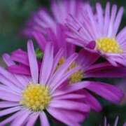 ヒメ日記 2025/11/03 13:30 投稿 ツムギ★大人可愛い愛人系 BITEKI