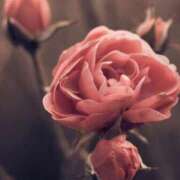 ヒメ日記 2025/11/11 11:45 投稿 ツムギ★大人可愛い愛人系 BITEKI