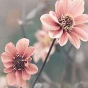 ヒメ日記 2025/11/13 11:13 投稿 ツムギ★大人可愛い愛人系 BITEKI