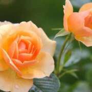 ヒメ日記 2025/11/19 11:44 投稿 ツムギ★大人可愛い愛人系 BITEKI