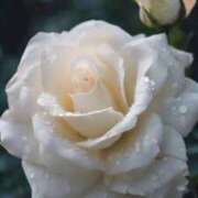 ヒメ日記 2025/11/23 09:38 投稿 ツムギ★大人可愛い愛人系 BITEKI