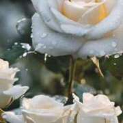 ヒメ日記 2025/11/26 11:55 投稿 ツムギ★大人可愛い愛人系 BITEKI