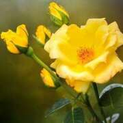 ヒメ日記 2025/11/27 11:15 投稿 ツムギ★大人可愛い愛人系 BITEKI