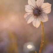 ヒメ日記 2025/12/01 11:15 投稿 ツムギ★大人可愛い愛人系 BITEKI