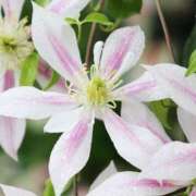 ヒメ日記 2025/12/02 11:15 投稿 ツムギ★大人可愛い愛人系 BITEKI