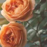 ヒメ日記 2025/12/20 21:17 投稿 ツムギ★大人可愛い愛人系 BITEKI