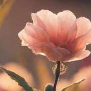 ヒメ日記 2025/12/26 13:06 投稿 ツムギ★大人可愛い愛人系 BITEKI