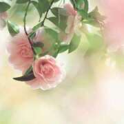 ヒメ日記 2025/12/30 11:15 投稿 ツムギ★大人可愛い愛人系 BITEKI