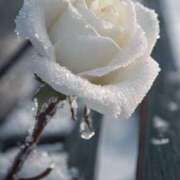 ヒメ日記 2026/01/03 11:15 投稿 ツムギ★大人可愛い愛人系 BITEKI