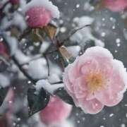 ヒメ日記 2026/01/11 12:49 投稿 ツムギ★大人可愛い愛人系 BITEKI