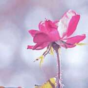 ヒメ日記 2026/01/24 10:57 投稿 ツムギ★大人可愛い愛人系 BITEKI