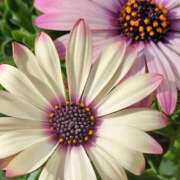 ヒメ日記 2026/01/28 10:05 投稿 ツムギ★大人可愛い愛人系 BITEKI