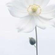 ヒメ日記 2026/01/30 12:56 投稿 ツムギ★大人可愛い愛人系 BITEKI