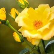 ヒメ日記 2026/02/07 11:45 投稿 ツムギ★大人可愛い愛人系 BITEKI