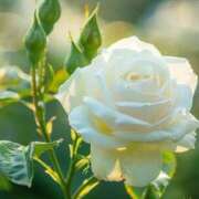 ヒメ日記 2026/02/20 11:52 投稿 ツムギ★大人可愛い愛人系 BITEKI