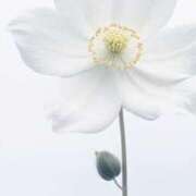 ヒメ日記 2026/02/22 10:55 投稿 ツムギ★大人可愛い愛人系 BITEKI