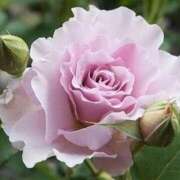 ヒメ日記 2026/02/23 11:45 投稿 ツムギ★大人可愛い愛人系 BITEKI