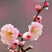 ヒメ日記 2026/03/06 11:15 投稿 ツムギ★大人可愛い愛人系 BITEKI