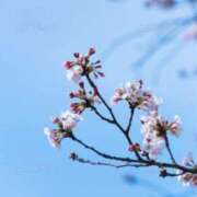 ヒメ日記 2026/03/13 17:45 投稿 ツムギ★大人可愛い愛人系 BITEKI