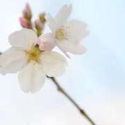 ヒメ日記 2026/03/15 10:05 投稿 ツムギ★大人可愛い愛人系 BITEKI