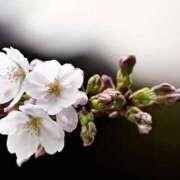 ヒメ日記 2026/03/20 11:15 投稿 ツムギ★大人可愛い愛人系 BITEKI