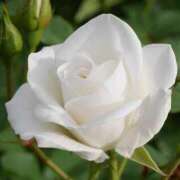 ヒメ日記 2026/03/23 10:48 投稿 ツムギ★大人可愛い愛人系 BITEKI