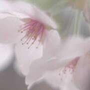 ヒメ日記 2026/03/25 19:47 投稿 ツムギ★大人可愛い愛人系 BITEKI