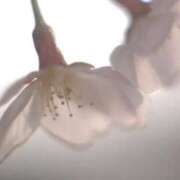 ヒメ日記 2026/03/27 11:15 投稿 ツムギ★大人可愛い愛人系 BITEKI