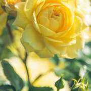 ヒメ日記 2026/04/02 11:15 投稿 ツムギ★大人可愛い愛人系 BITEKI