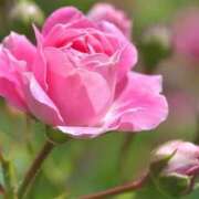 ヒメ日記 2026/04/02 16:29 投稿 ツムギ★大人可愛い愛人系 BITEKI