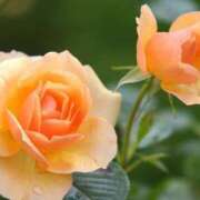 ヒメ日記 2026/04/02 16:34 投稿 ツムギ★大人可愛い愛人系 BITEKI