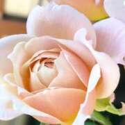 ヒメ日記 2026/04/03 11:38 投稿 ツムギ★大人可愛い愛人系 BITEKI