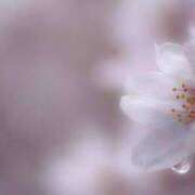 ヒメ日記 2026/04/07 11:32 投稿 ツムギ★大人可愛い愛人系 BITEKI